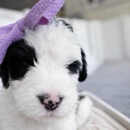 Dublin - Black and white female Sheepadoodle puppy in Rocky Point, North Carolina from CelticDoods