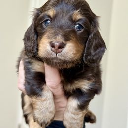 Dachshund Puppies from Gem State Mini Dachshunds