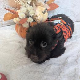 Thor - Liver male Yorkshire Terrier puppy in Gaylesville, Alabama from Sweet Alabama Yorkies