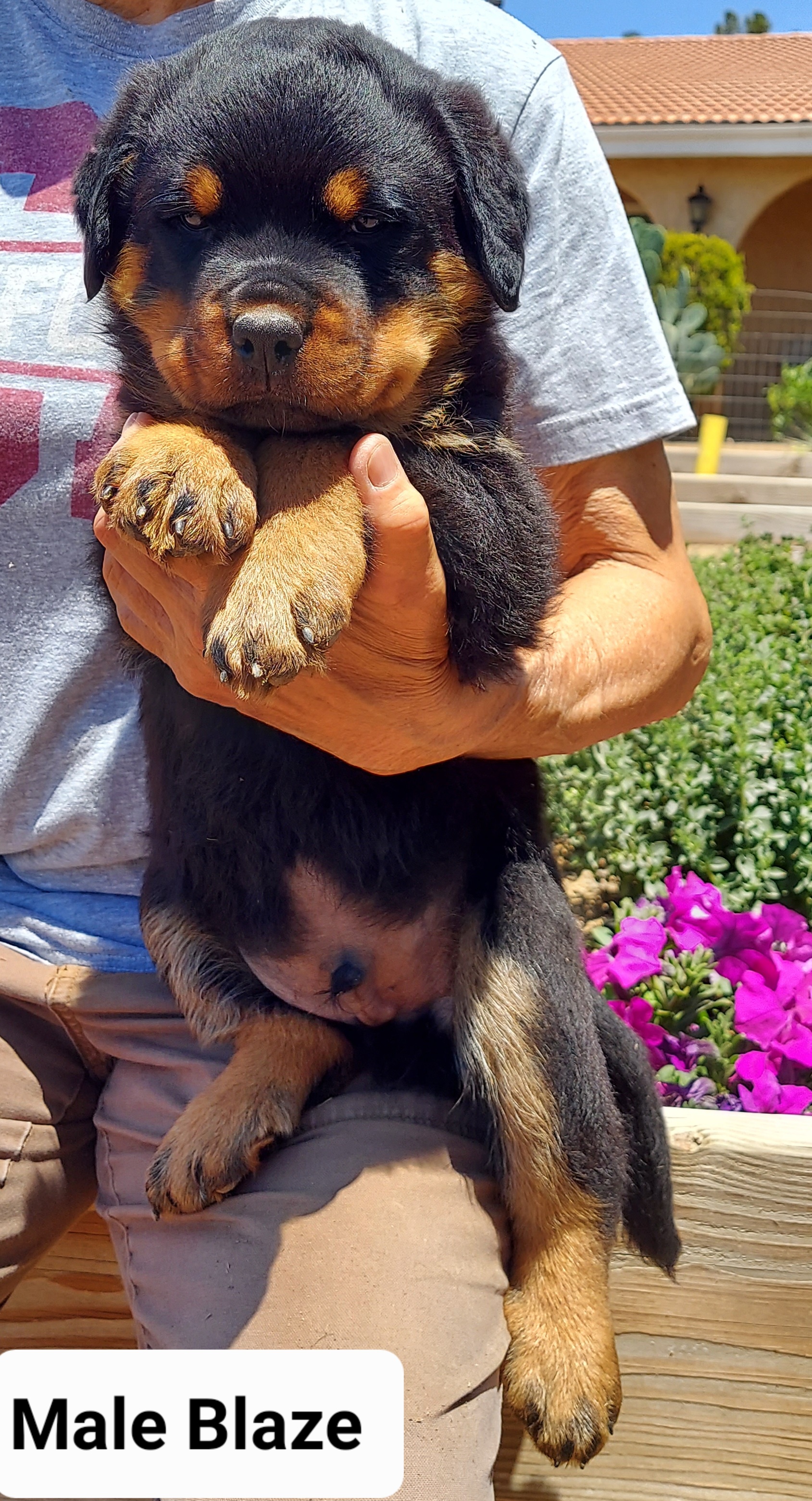 "Blaze is outgoing and the first one to alert. " Rottweiler Puppies from Kennel vom Hause Locher