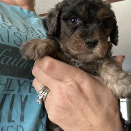Spice - Merle male Goldendoodle puppy in Waynesboro, Virginia from Forest Creek Kennel