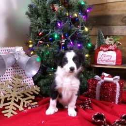 Boy 2 - Black and white male Border Collie puppy in Wakeman, Ohio from Sandstone Ridge Kennels