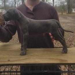 Ursa - Blue female Great Dane puppy in Pollock, Louisiana from Danes Done Right