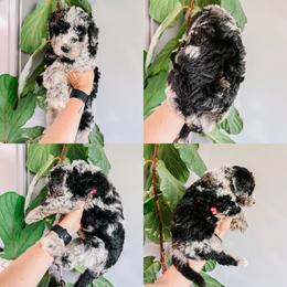Reef Green Collar - Merle male Sheepadoodle puppy in Republic, Missouri from DOOD & Co