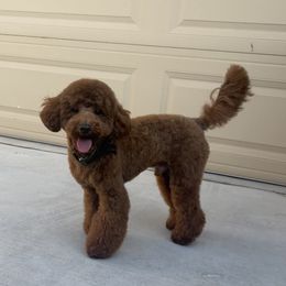 Oso - Poodle