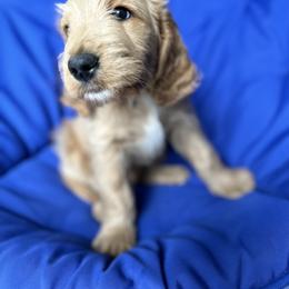 Cockapoo and Goldendoodle Puppies from Capital Doodles