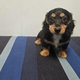 Tuxedo Male - Black and tan male Dachshund puppy in Avon Park, Florida from Dachshunds