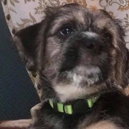 Companion Crosses from Gigi's Terriers