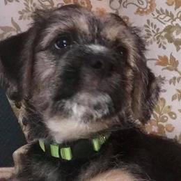 Companion Crosses from Gigi's Terriers