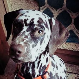 Belle - Dalmatian