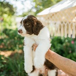 Louis V - Brown and white male Aussiedoodle puppy in Greensboro, North Carolina from Glendale Doodles