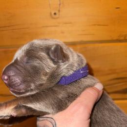 Blanche - Isabella female German Shepherd puppy in Fort Jennings, Ohio from Von Holtzapple German shepherds