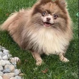 Gordo - Pomeranian