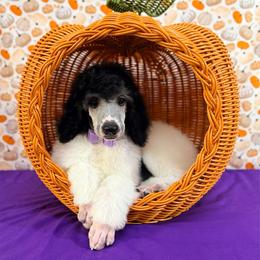 Purple - Black female Poodle puppy in Houma, Louisiana from Smart Azz Poodles
