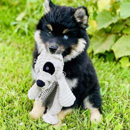 Pomeranian and Pomsky Puppies from Stacey Venable