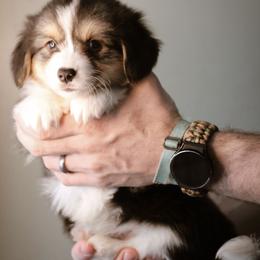 Gabriel - Black and tan male Pembroke Welsh Corgi puppy in South Otselic, New York from Ridge Top Corgis