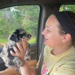 Barbie - Merle female Sheepadoodle puppy in Lumberton, Mississippi from Doris’ Darlin Doxies & Doodles