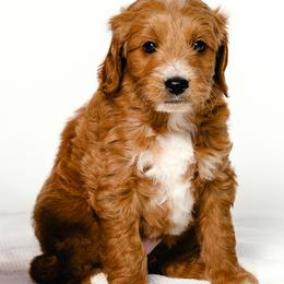 Stellar - Red  female Goldendoodle puppy in Slc, Utah from Timp Doodles
