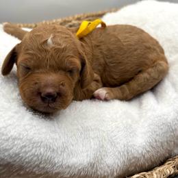 Yellow Collar Girl - Red  female Goldendoodle puppy in Lewisville, Texas from Zink Doodles