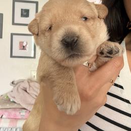 Howie - Wheaten male Scottish Terrier puppy in Victorville, California from Santas Scotties