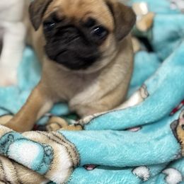 Girl 2 - Fawn female Pug puppy in Capac, Michigan from Puddles Palace Puppies