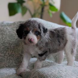 Lotus - Blue merle female Aussiedoodle puppy in Meadville, Pennsylvania from Doodle Paws Pups
