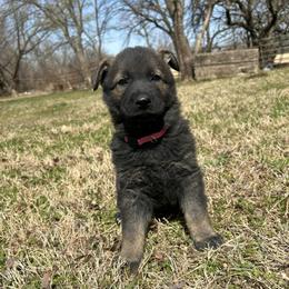 Molly - Sable female German Shepherd puppy in Milan, Illinois from Stonewick German Shepherds