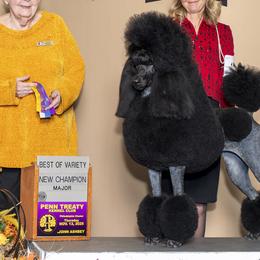 Poodles from Domara Standard Poodles