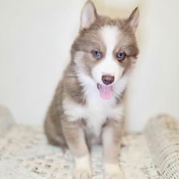 Felix SALE 3700 - Lavender male Pomsky puppy in Christiana, Tennessee from Smoky Mountain Pomskies