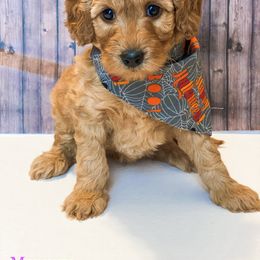 Goldendoodle Puppies from Zink Doodles