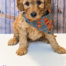 Goldendoodle Puppies from Zink Doodles