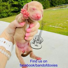 Belle, AKC, female - Cream female Dachshund puppy in Carriere, Mississippi from Band Of Doxies