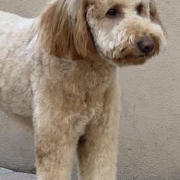 Goldendoodle All Grown Up from Goldendoodle AZ