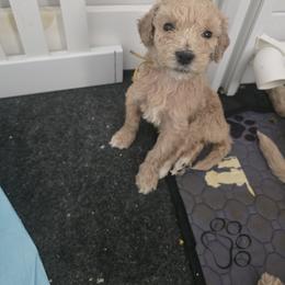 Twig - Brown and white female Sheepadoodle puppy in Woonsocket, Rhode Island from Regalpups