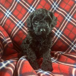 Zuko - Black male Poodle puppy in Mayville, Michigan from Kathy Maize