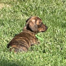 Boy1, green collar - Brindle male Dachshund puppy in Polson, Montana from Little Miss Dachshunds of Montana