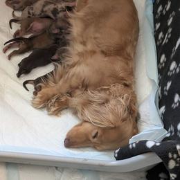 Bunny - Chocolate and cream female Dachshund puppy in Kitty Hawk, North Carolina from Dare Devil Dachshunds