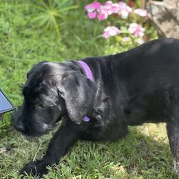 Giant Schnauzer Puppies from Hannah's Haus & Farm