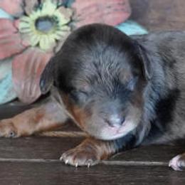 Boy 4 - Blue merle male Aussiedoodle puppy in Lawton, Oklahoma from Lindsey’s Aussies