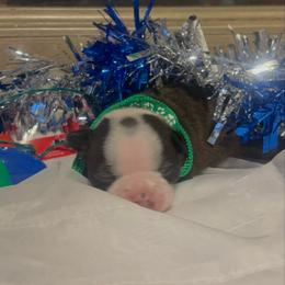 Boy green collar - Black brindle and white female Boston Terrier puppy in Sunnyside, Washington from Boston Terriers