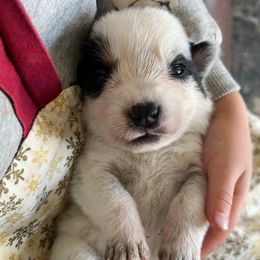 Boy 1 - Blue male Australian Cattle Dog puppy in Irvington, Kentucky from Dry Valley’s Australian Cattle Dogs