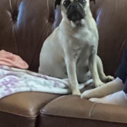 Pug Puppies from Eva Schwartz