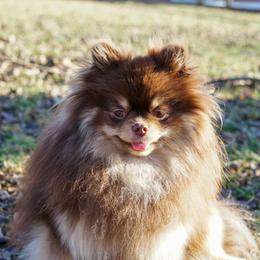 Bellatrix - Pomeranian