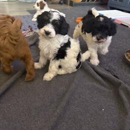 Cavapoo Puppies from AZ Cavapoos