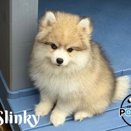 Slinky - Silver male Pomsky puppy in Eastman, Georgia from Once Upon A Pomsky
