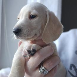 Light green collar - Cream male Dachshund puppy in Pasco, Washington from Loyal Lil Dachshunds