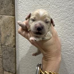 Girl 2 - Merle female Cavapoo puppy in Fayetteville, Arkansas from Silver Hill Farm