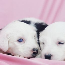 Sheepadoodles from Counting Sheep