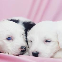 Sheepadoodles from Counting Sheep