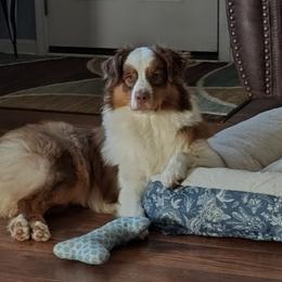 Australian Shepherd Puppies from Shadowood Australian Shepherds
